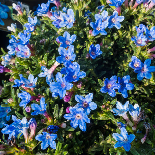 Lithodora 'Heavenly Blue'