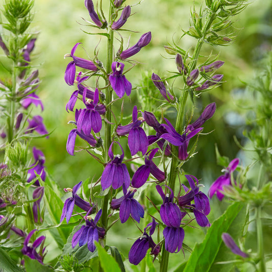 Lobelia 'Starship Blue'