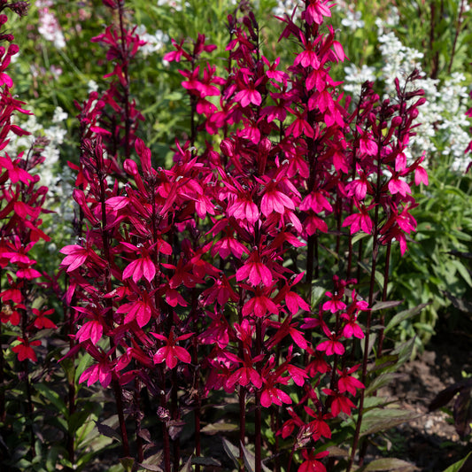 Lobelia 'Starship Rose'