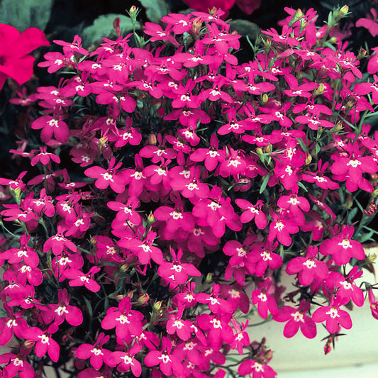 Lobelia Bush Red Bedding Plants