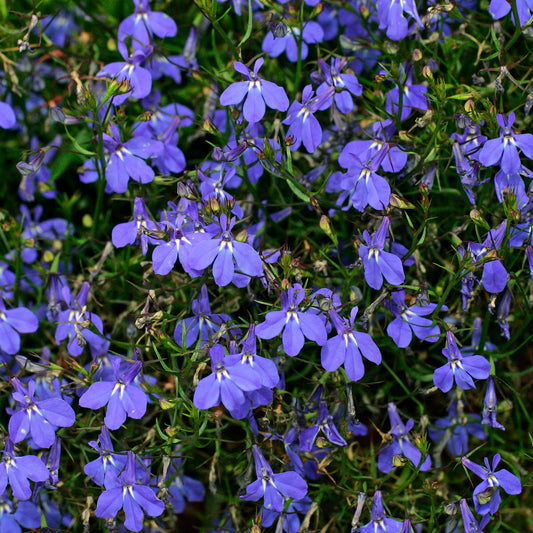 Lobelia Upright Blue Basket Plants