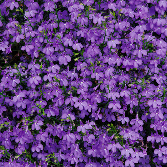 Lobelia Upright Violet Basket Plants