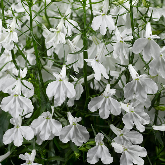 Lobelia Upright White Basket Plants