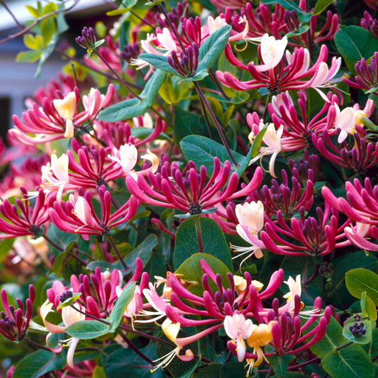 Lonicera 'Belgica Select'