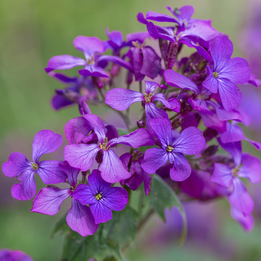 Lunaria annua