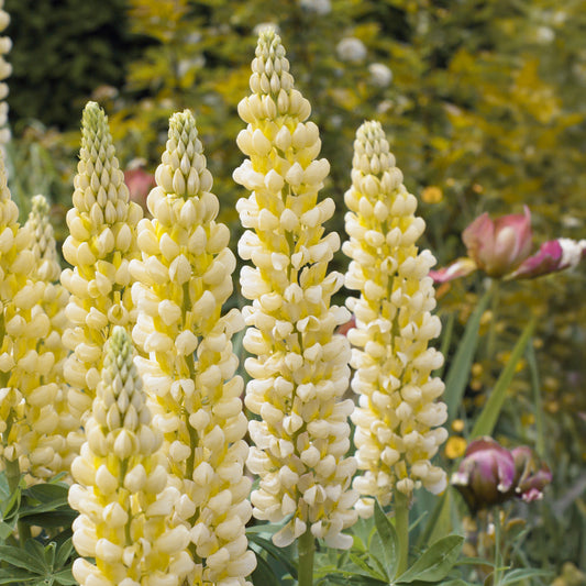 Lupin 'Cashmere Cream'