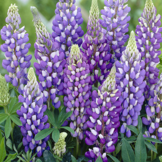 Lupin 'Gallery Blue Shades'