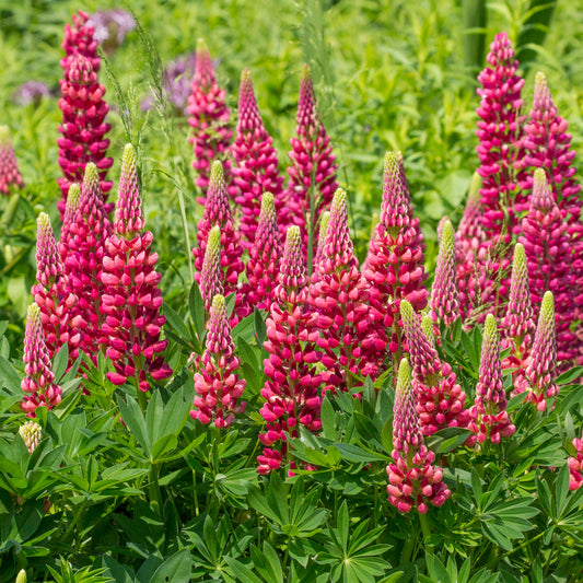 Lupin 'Gallery Red Shades'