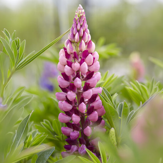 Lupin 'Gallery Rose Shades'