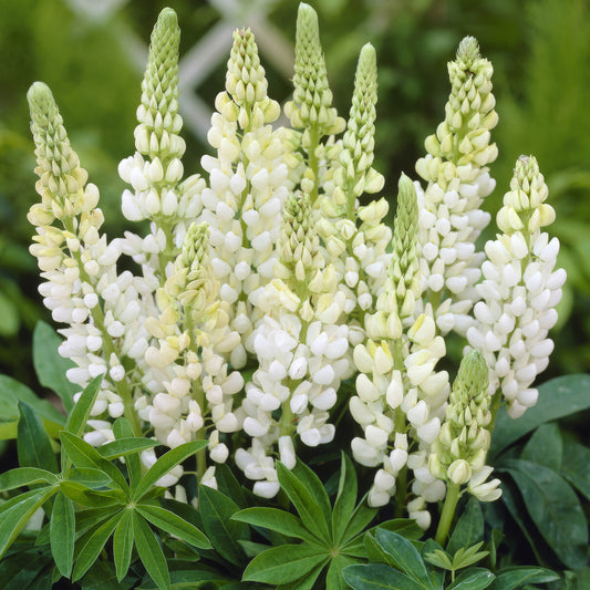 Lupin 'Gallery White Shades'