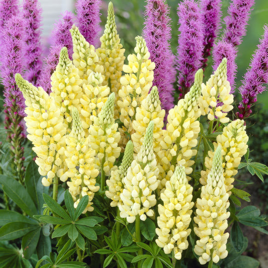 Lupin 'Gallery Yellow Shades'