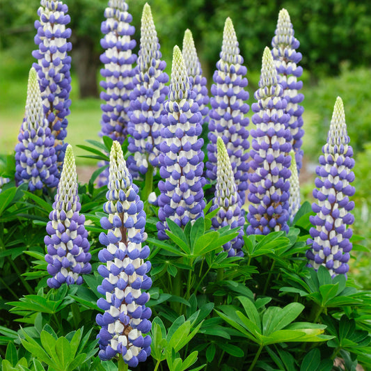 Lupin 'King Canute'