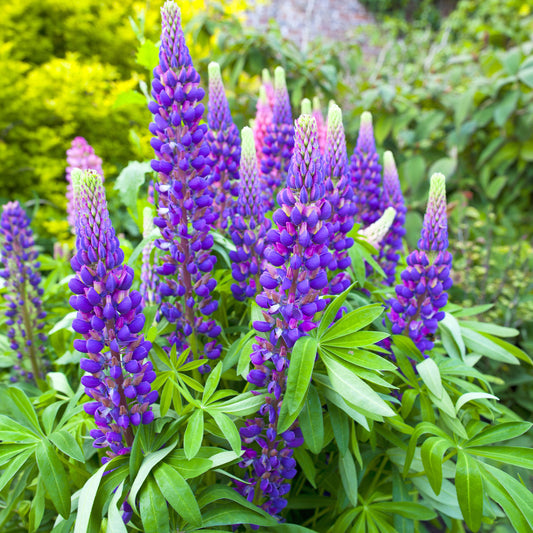 Lupin 'Magic Lantern'