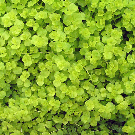 Lysimachia Aurea Basket Plants