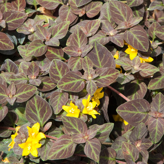 Lysimachia Midnight Sun Basket Plants