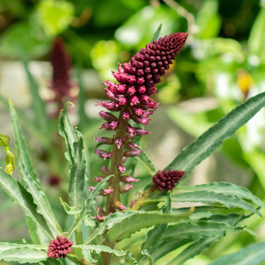 Lysimachia atropurpurea
