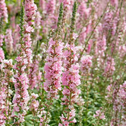 Lythrum 'Blush'