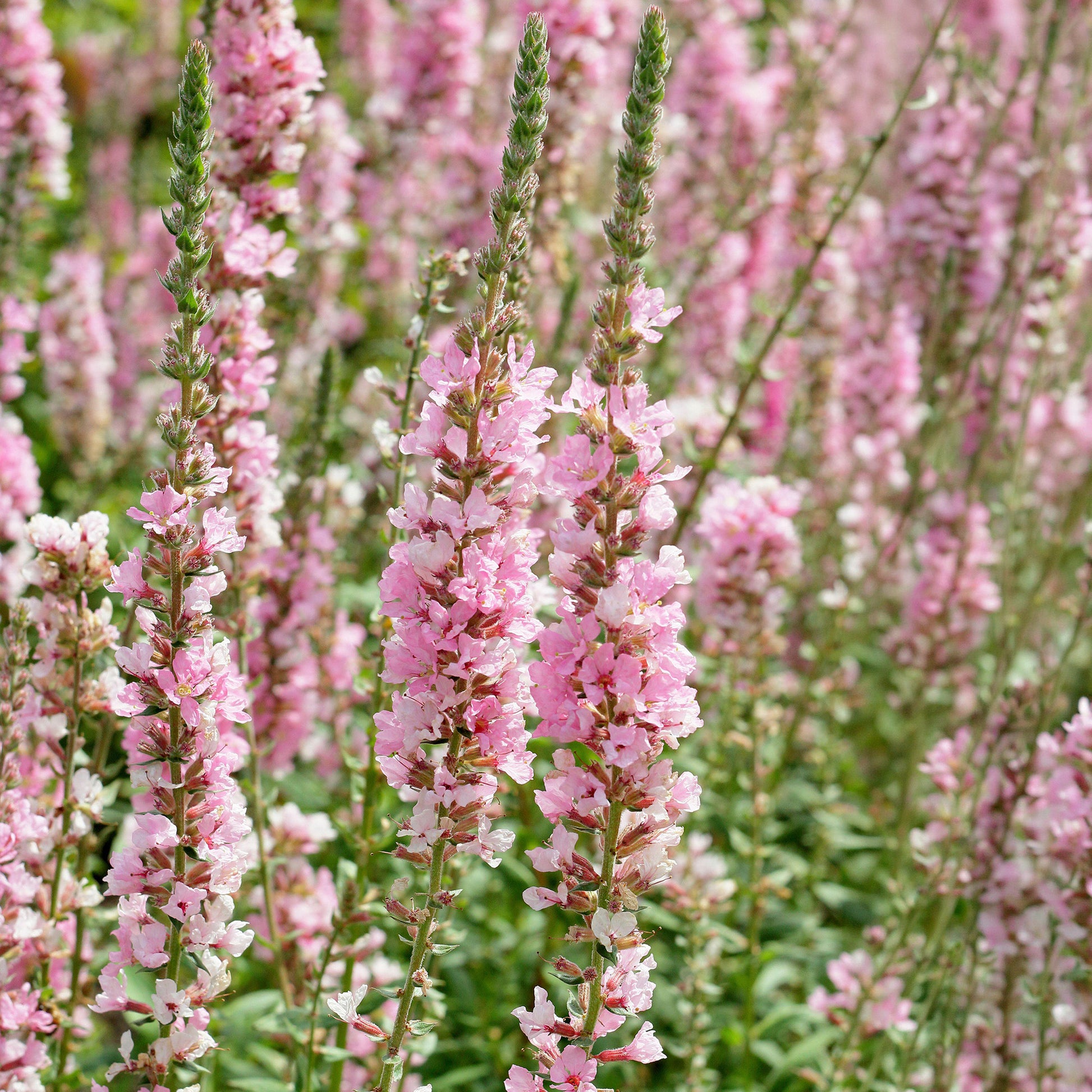 Lythrum 'Blush'
