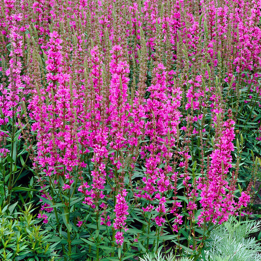 Lythrum 'Morden Pink'
