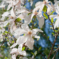 Magnolia kobus