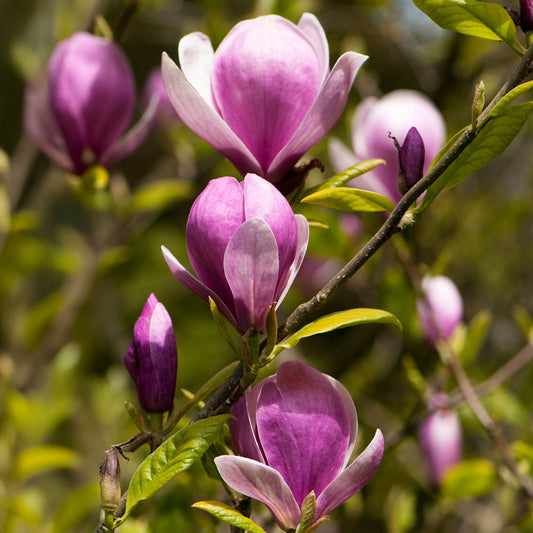 Magnolia 'Lennei'