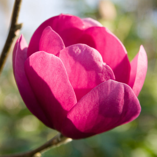 Magnolia 'Black Tulip'