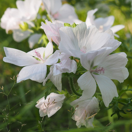Malva 'Alba'