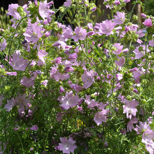 Malva 'Appleblossom'