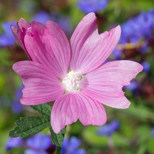 Malva 'Rosea'