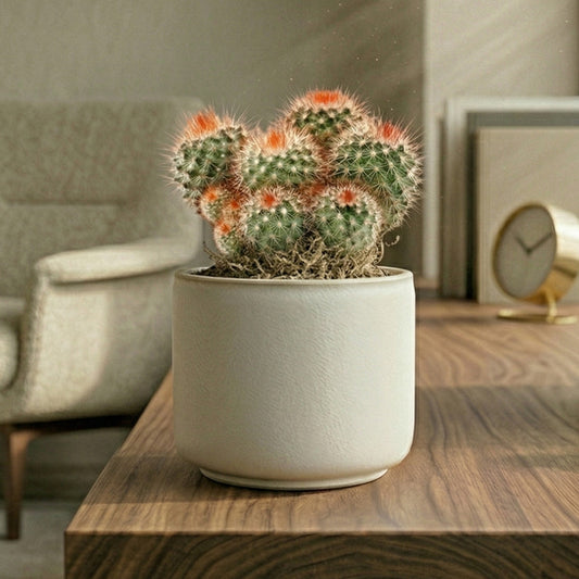 Mammillaria spinosissima rubra