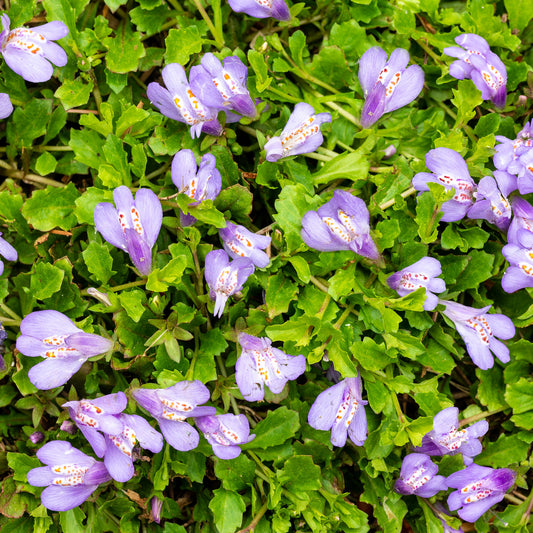 Mazus reptans