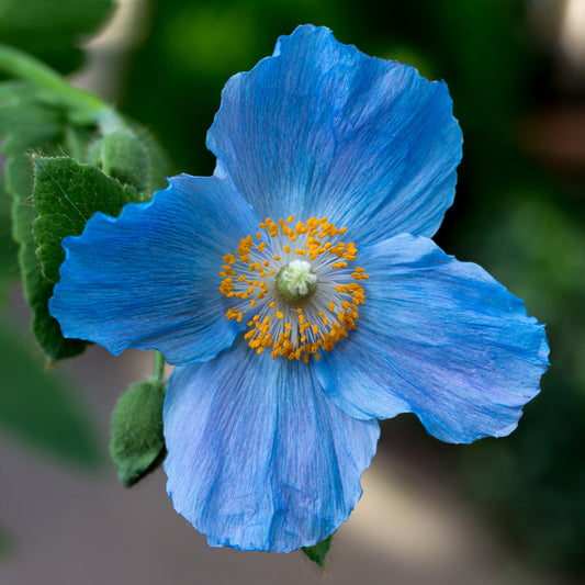 Meconopsis 'Baileyi'