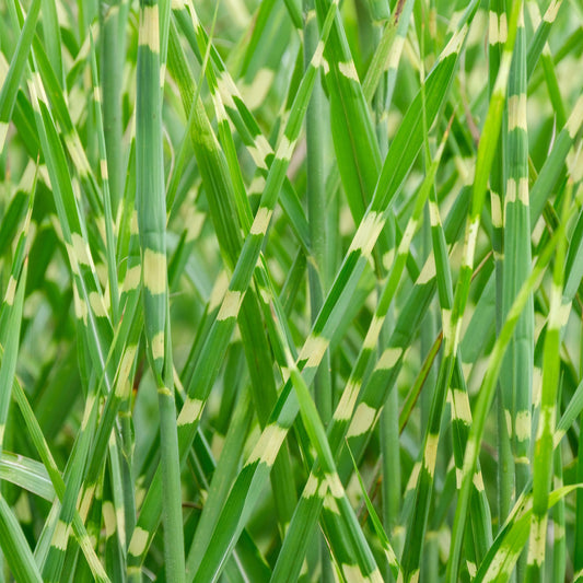 Miscanthus 'Strictus'