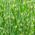 Miscanthus 'Strictus'