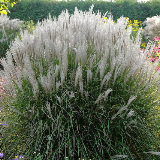 Miscanthus 'Kleine Silberspinne'