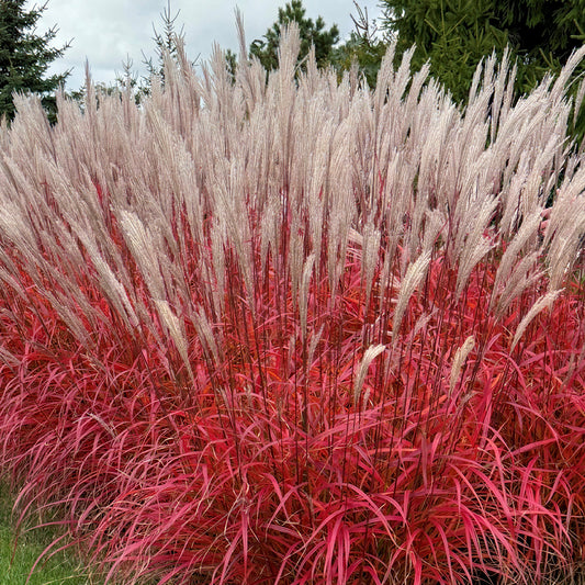 Miscanthus 'Lady in Red'
