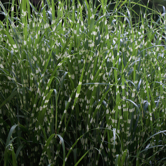 Miscanthus 'Little Zebra'