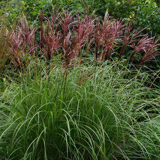 Miscanthus 'Red Chief'