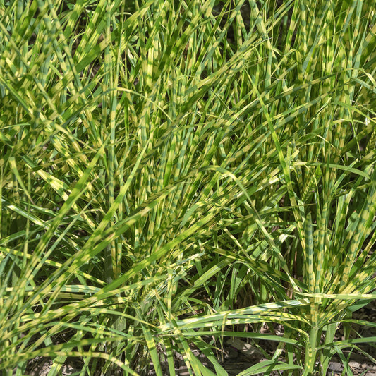 Miscanthus 'Zebrinus'