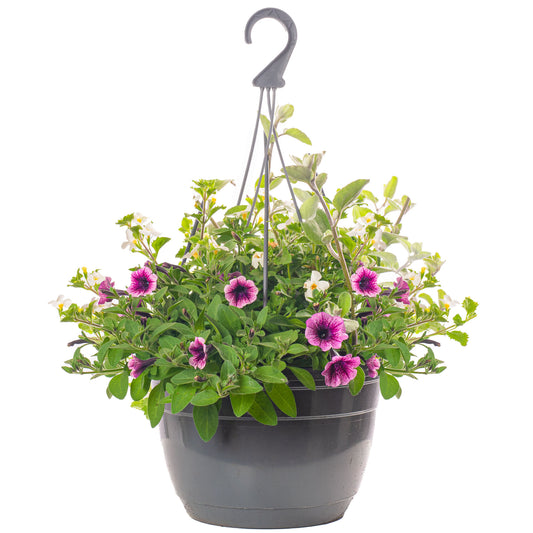 Mixed Grey Hanging Basket