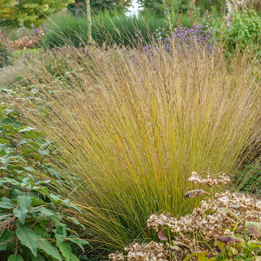 Molinia 'Heidebraut'