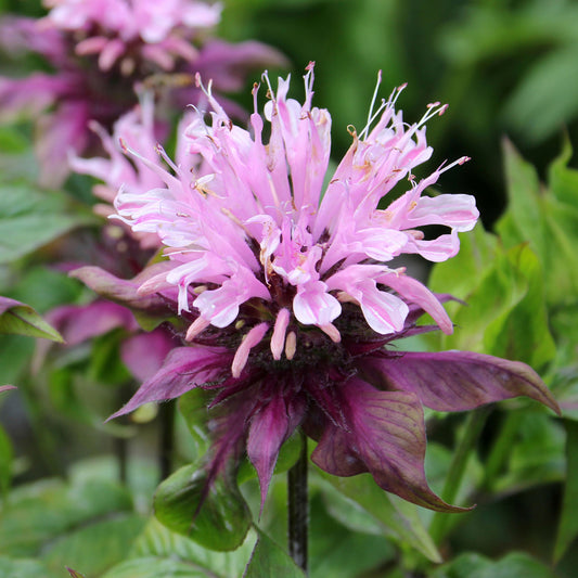 Monarda 'Beauty of Cobham'