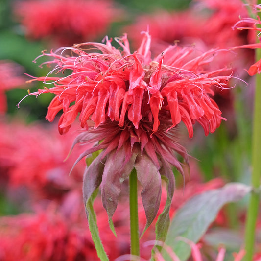 Monarda 'Cambridge Scarlet'