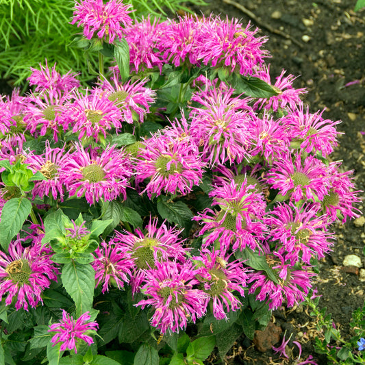Monarda 'Balmy Lilac'