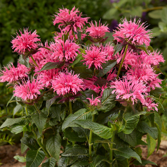 Monarda 'Balmy Pink'