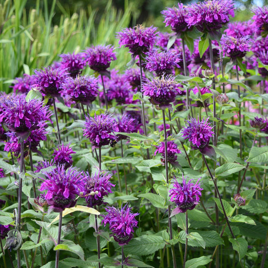 Monarda 'Balmy Purple'