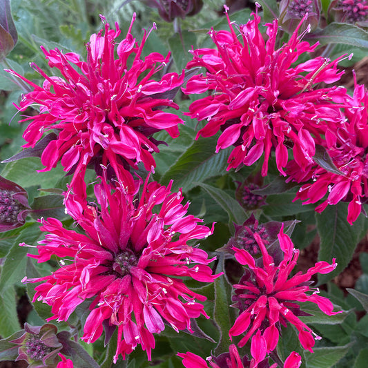 Monarda 'Balmy Rose'