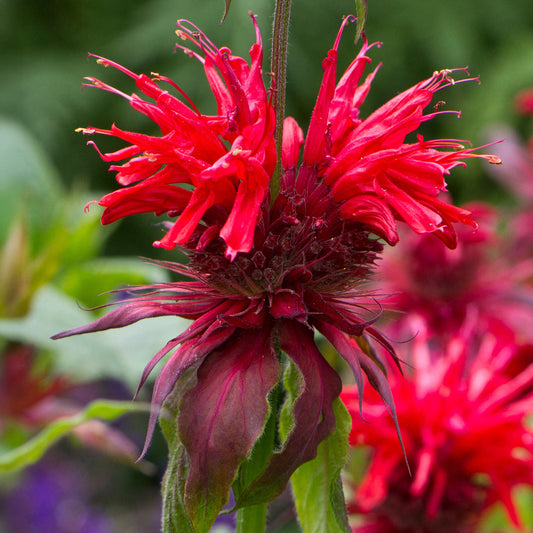 Monarda 'Fireball'