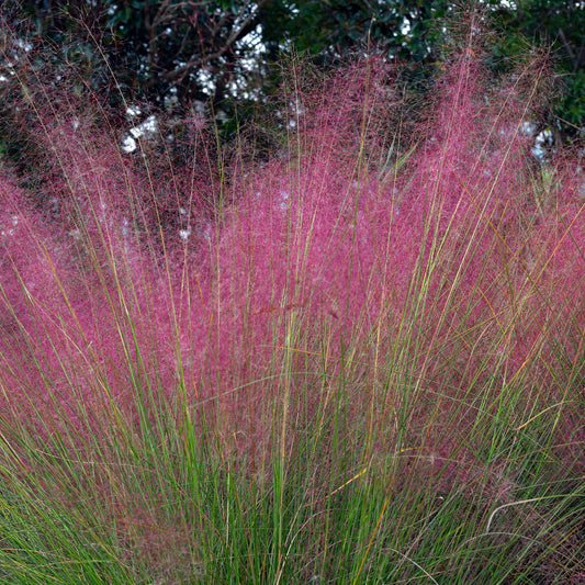 Muhlenbergia capillaris