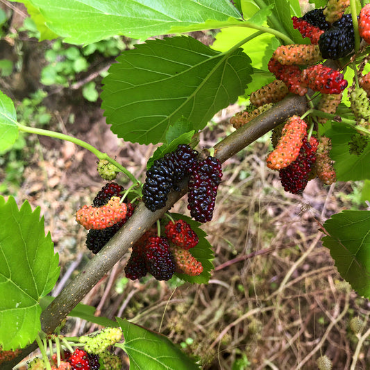 Mulberry 'Gerardi Dwarf'